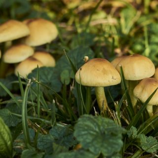 Schimmels en paddenstoelen zijn nuttig voor een voedzame en gezonde bodem