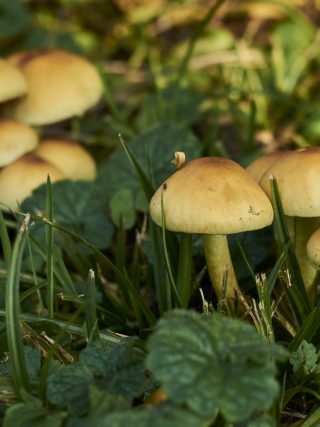 Schimmels en paddenstoelen zijn nuttig voor een voedzame en gezonde bodem