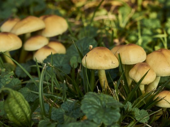 Schimmels en paddenstoelen zijn nuttig voor een voedzame en gezonde bodem