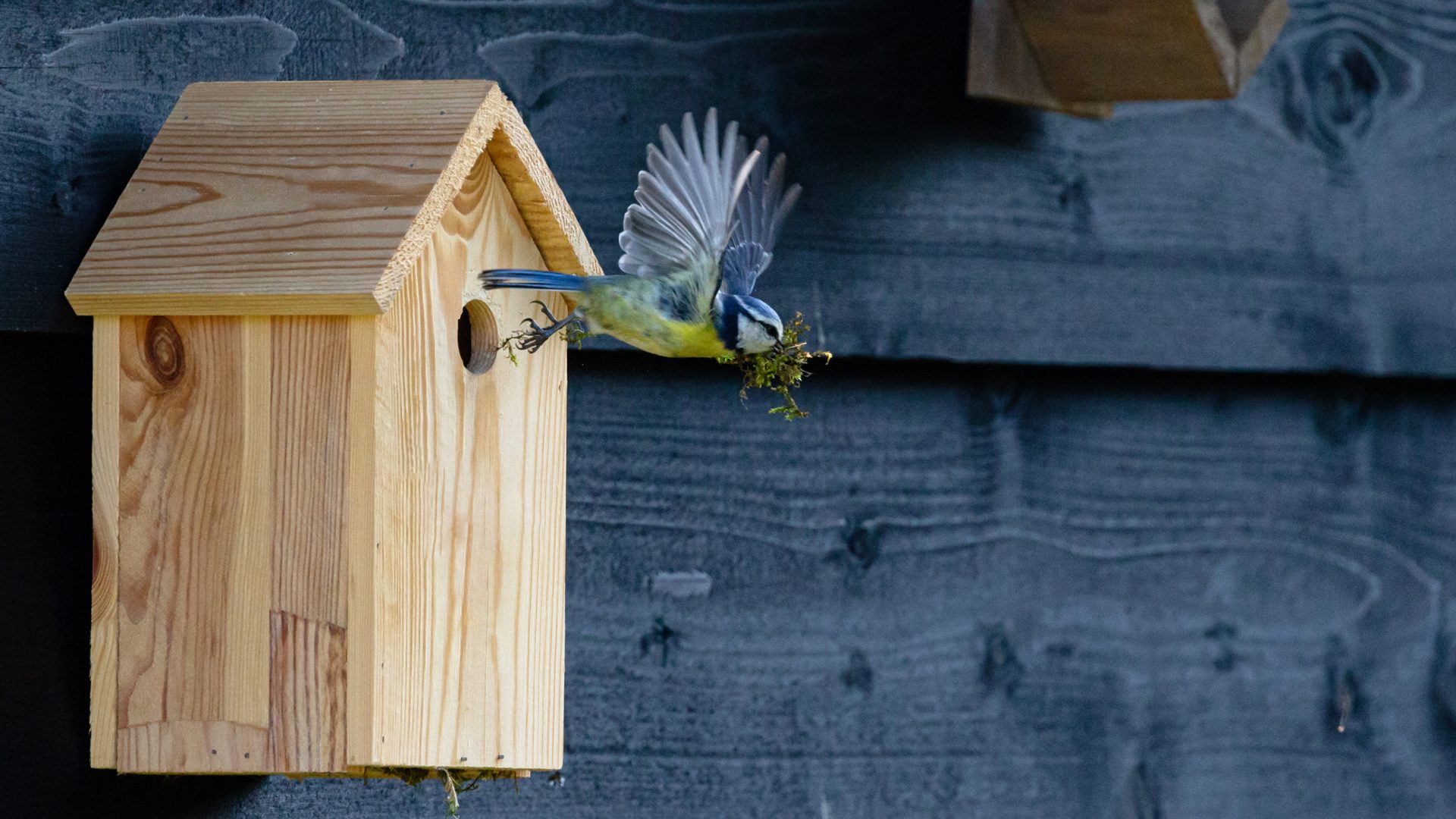 Vogelhuisje om vogels in de winter bescherming en voedsel te bieden