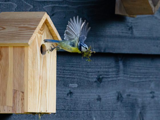 Vogelhuisje om vogels in de winter bescherming en voedsel te bieden