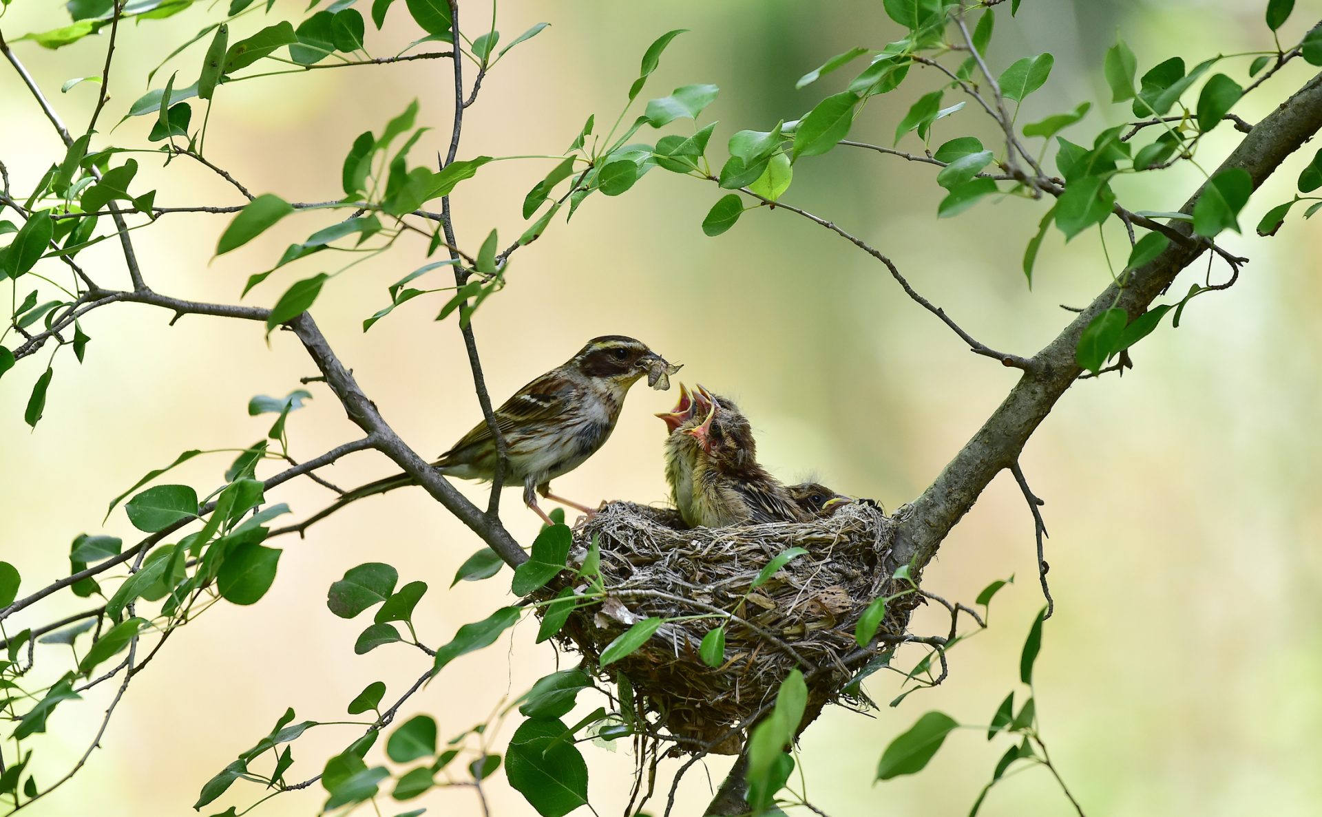 De aanloop naar een succesvol broedseizoen