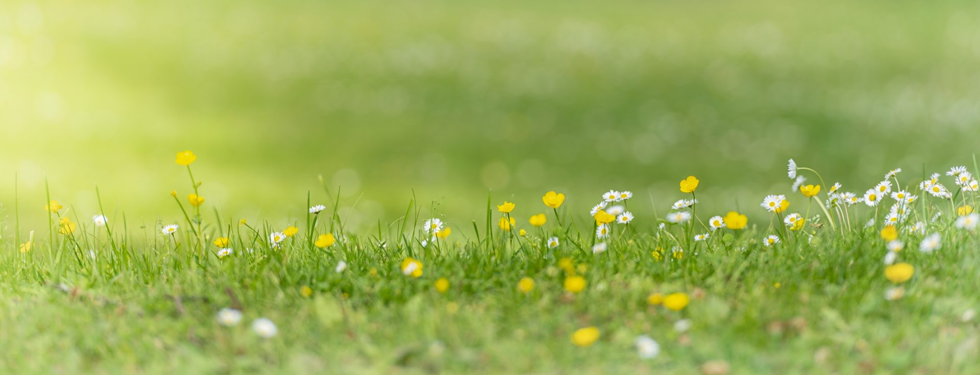 Meer bloemen in het gras door niet te maaien in mei