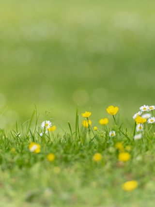 Meer bloemen in het gras door niet te maaien in mei