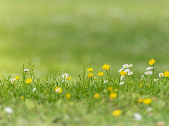 Meer bloemen in het gras door niet te maaien in mei